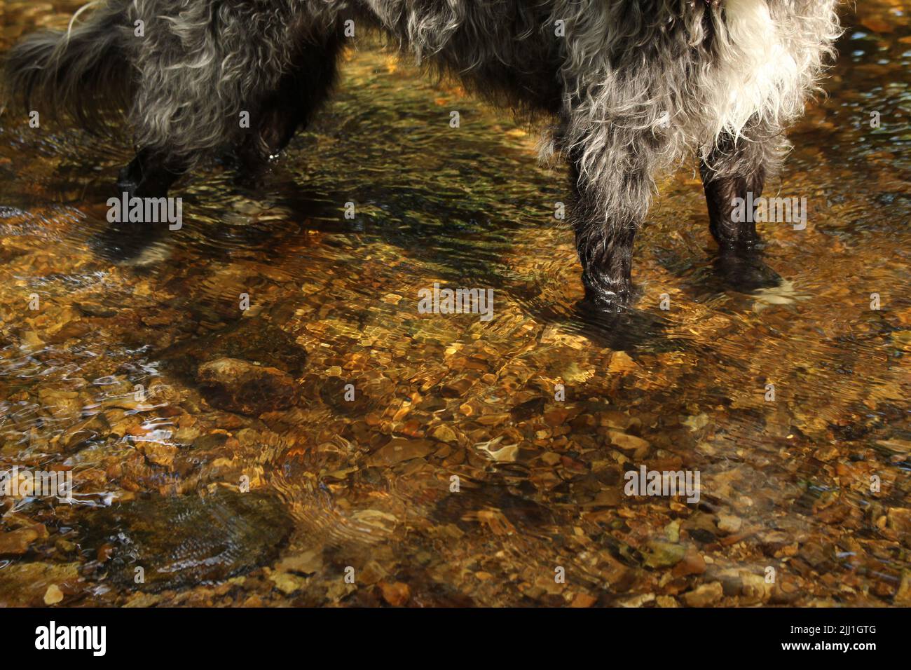 Chien debout dans l'eau claire de rivière avec des pierres visibles sous - papier peint de concept d'animal de compagnie, arrière-plan ou économiseur d'écran avec espace de copie Banque D'Images