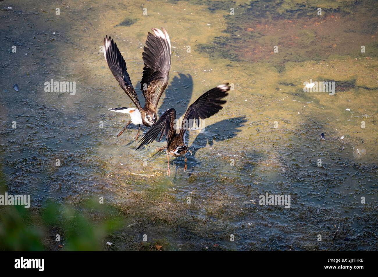 Vue sur les combats de Lapwings dans la réserve naturelle de Blashford Lakes Banque D'Images