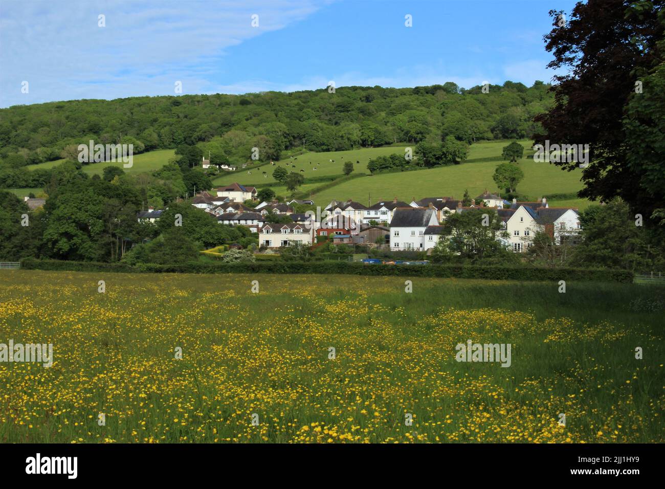 Fortescue, Devon, Angleterre, en été. Champ rempli de Buttercup en face de la pittoresque ville idyllique de Devonian qui se trouve au pied de Salcombe Hill. Banque D'Images