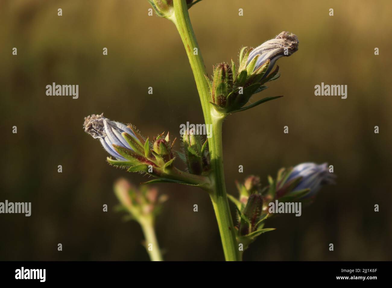 Chicorée commune (Cichorium intybus) fleur de lavande au coucher du soleil Banque D'Images