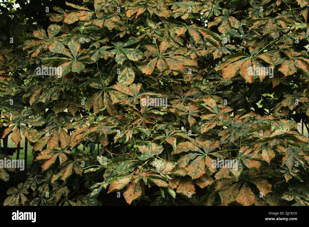 Le châtaigne de cheval (Aesculus hippocastanum) est affecté par la teigne (Cameraria ohridella) de l'exploitation des feuilles à travers son feuillage Banque D'Images