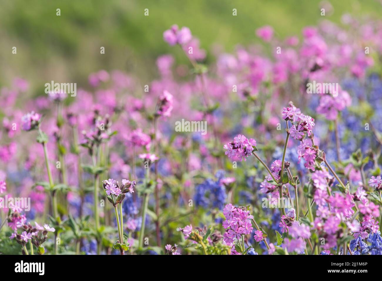 Red campion et bluebell sur Skomer Island Banque D'Images