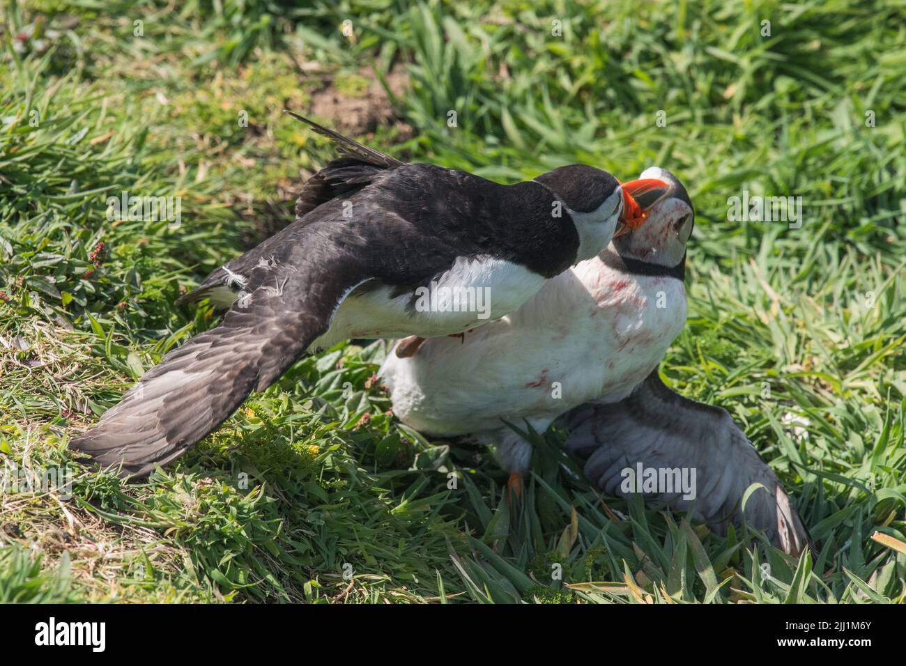 Deux macareux se battent et desseient du sang sur l'île de Skomer, au pays de Galles, au Royaume-Uni Banque D'Images