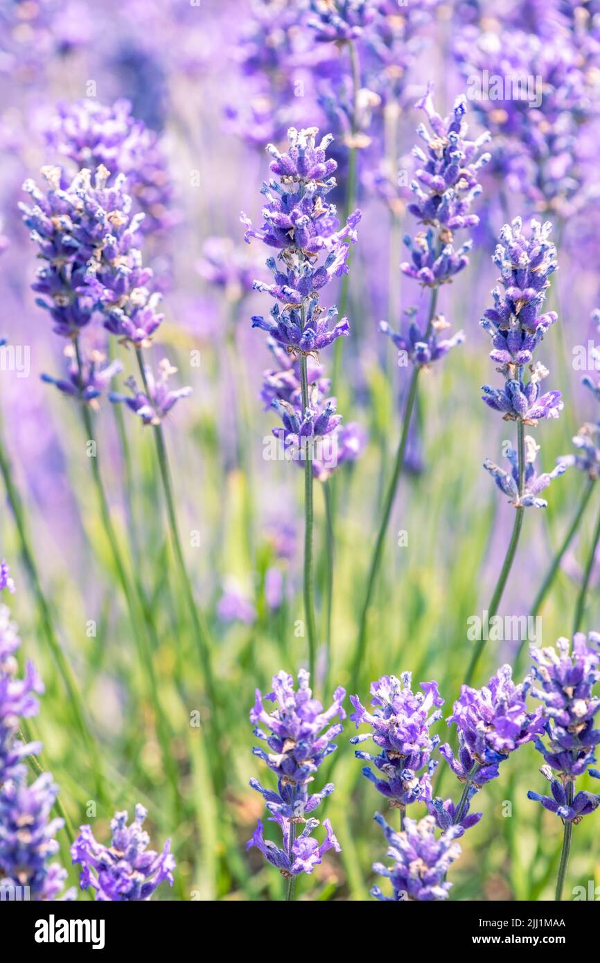 Lavande en pleine floraison à Cotswolds Lavender Farm à Snowshill, au cœur de la campagne du Worcestershire. Banque D'Images