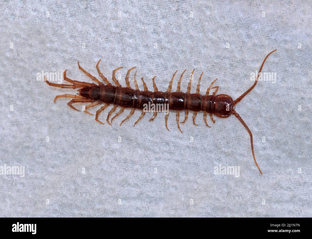 Centipede (lithobius forficatus) Banque D'Images