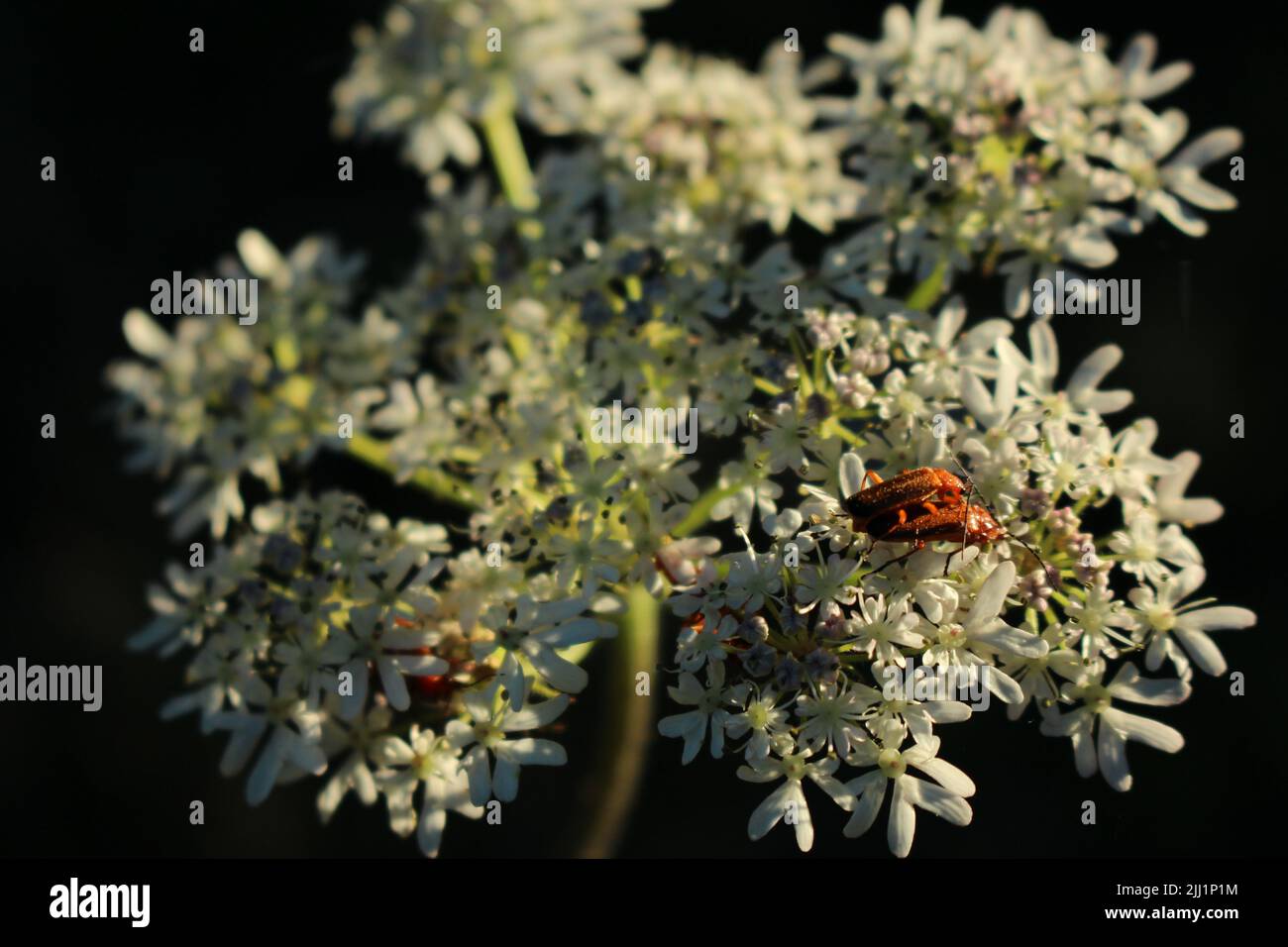 Coléoptères rouges (Rhagonycha fulva) sur une fleur de umbellifer blanche au coucher du soleil en été Banque D'Images