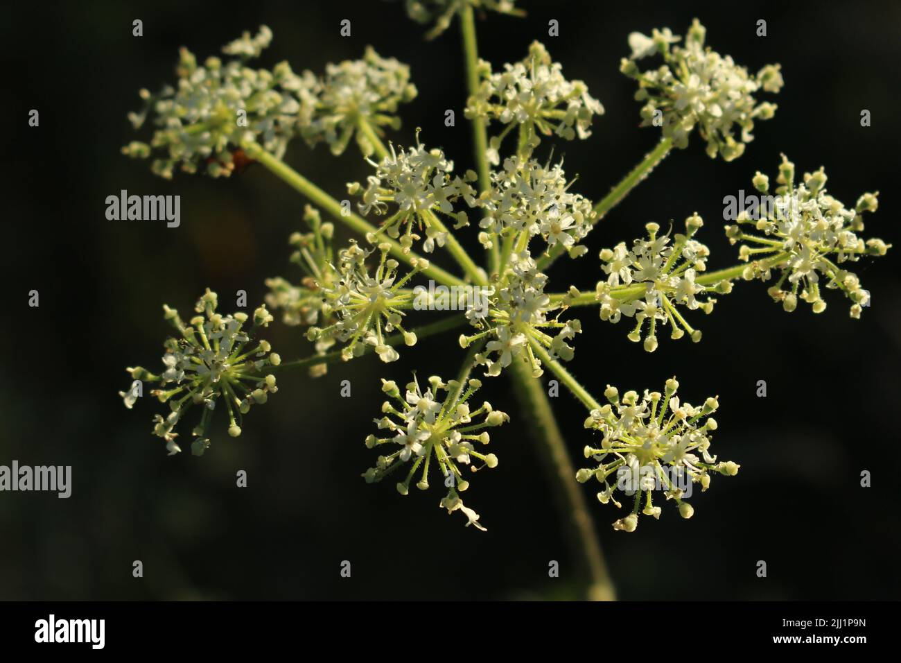 Fleur ombelliférée avec pétales flétris isolés sur le noir Banque D'Images