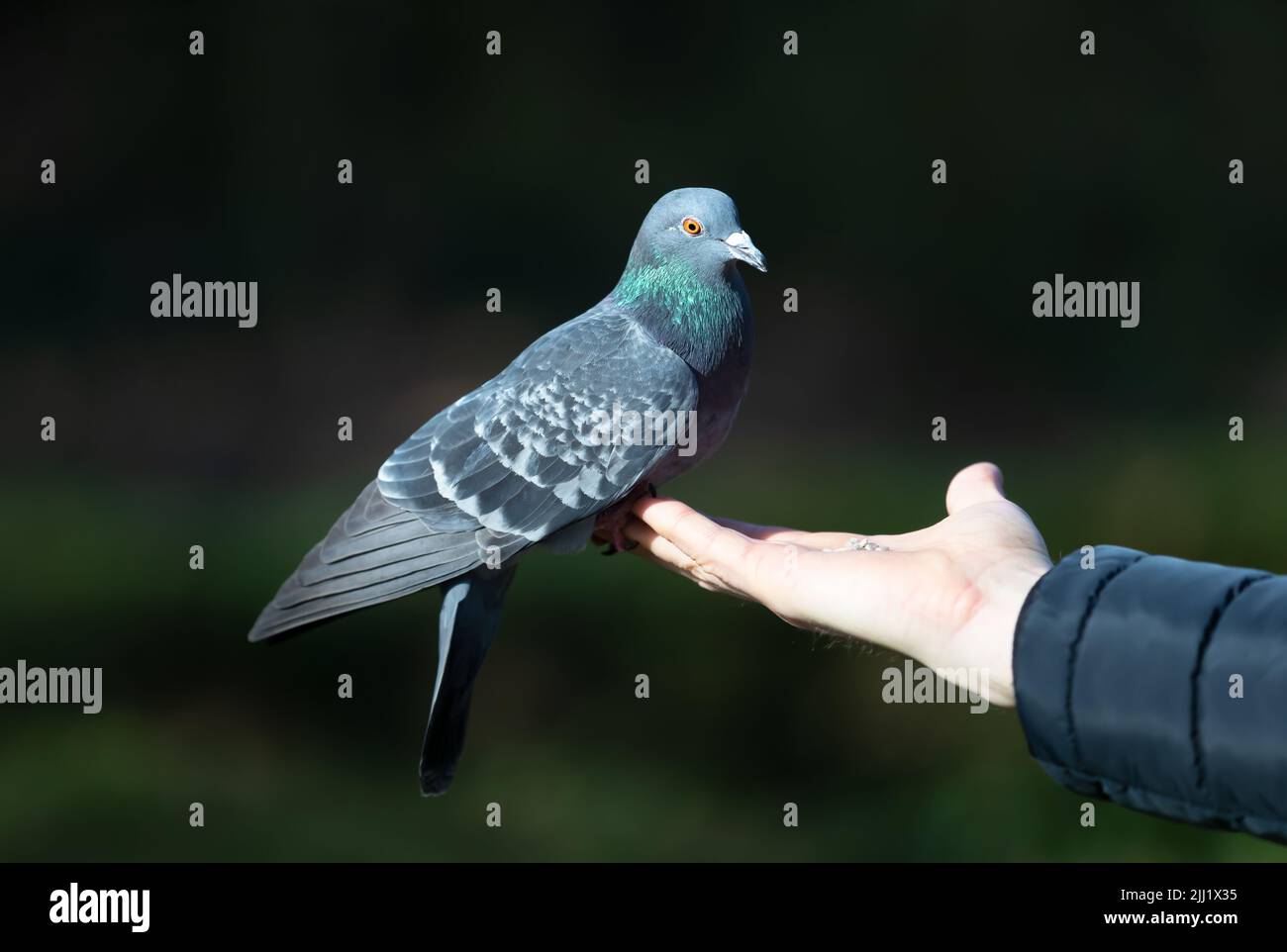 Gros plan d'un pigeon sauvage se nourrissant d'une main dans un parc, Royaume-Uni. Banque D'Images