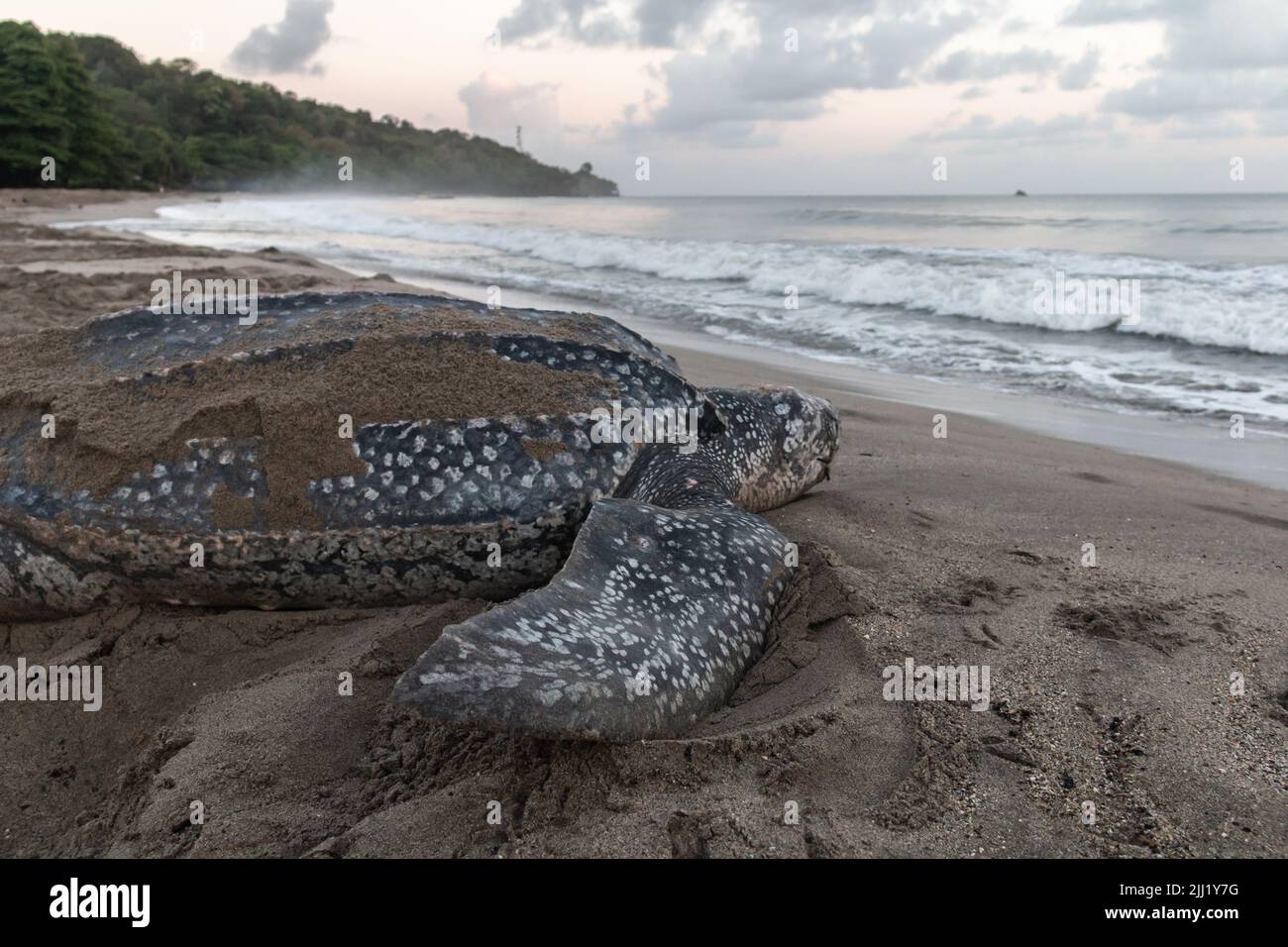Gros plan d'une tortue de mer en similicuir ponçant ses œufs pendant la saison de nidification de Trinité-et-Tobago. Tourné à Grande Rivière à l'aube. Banque D'Images
