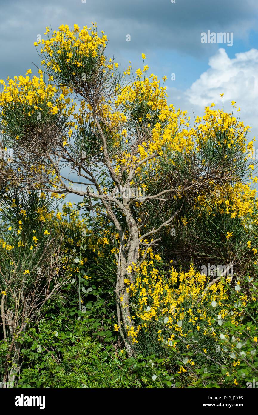 Paysage toscan avec gorse. Fleurs jaunes brumantes. Banque D'Images