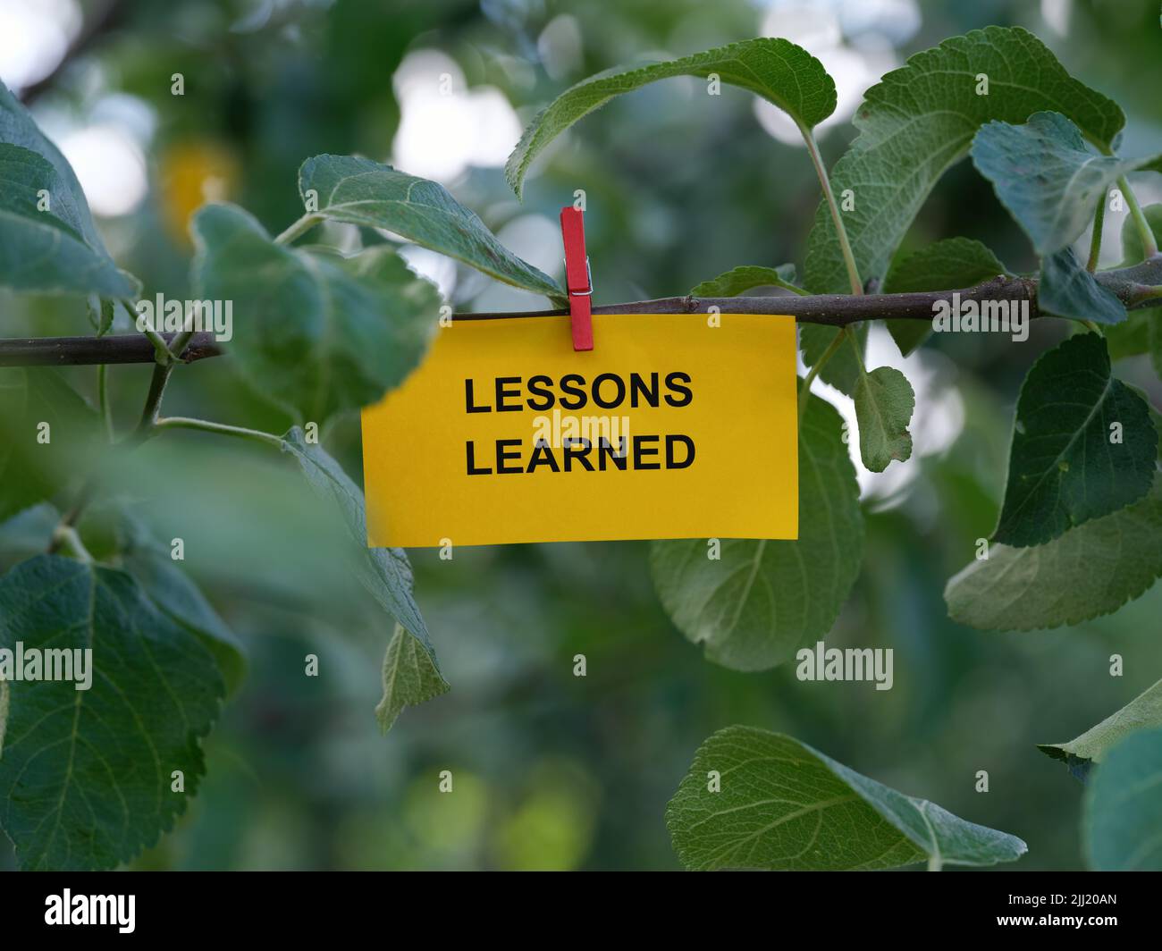 Une note papier avec les mots leçons apprises sur elle attachée à un arbre avec une épingle à vêtements. Gros plan. Banque D'Images