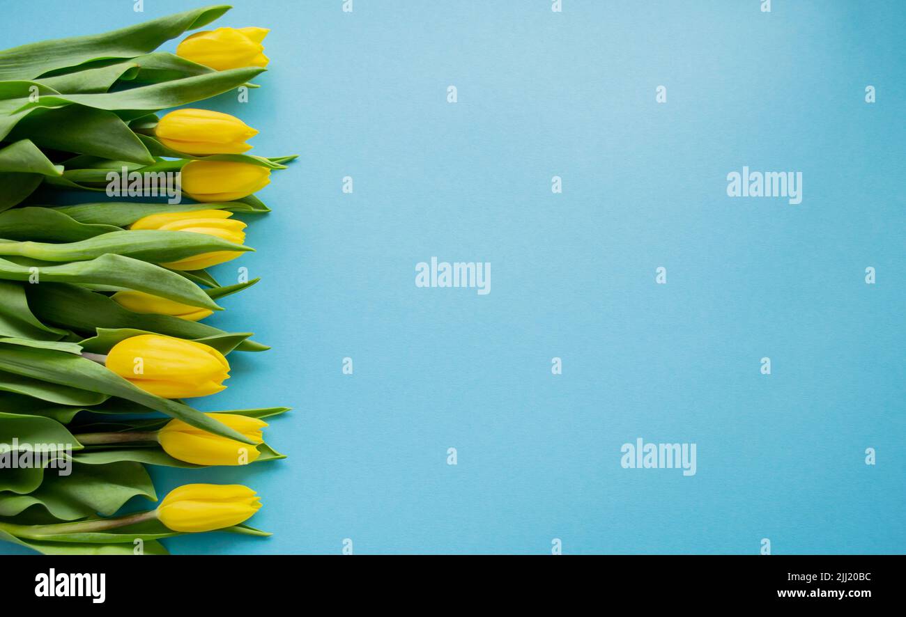 Tulipes jaunes sur fond bleu. Un espace de copie. Le concept d'un printemps, de voeux, d'anniversaire. Banque D'Images