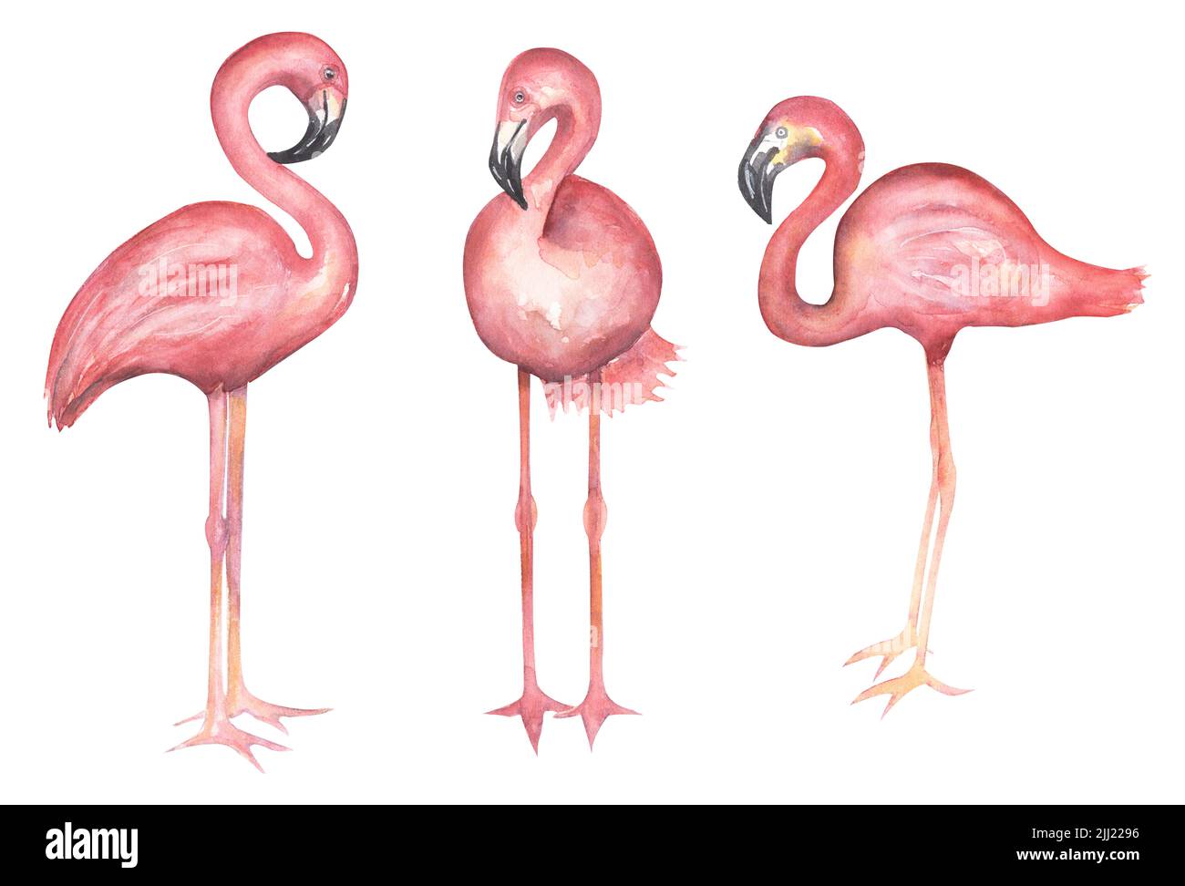 Jeu de pièces de flamants à la main aquarelle. Illustration de grands oiseaux exotiques roses. Banque D'Images