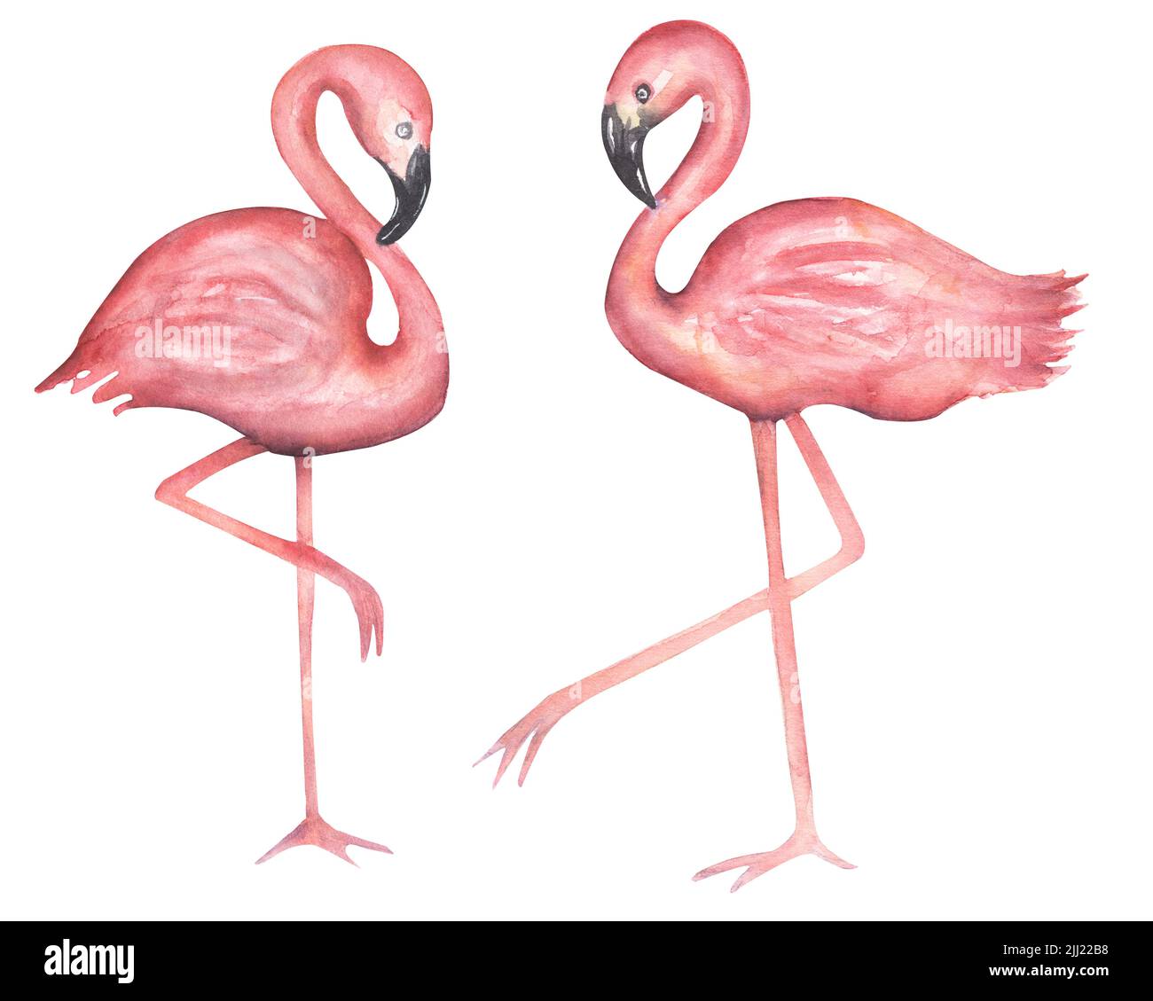 Jeu de pièces de flamants à la main aquarelle. Illustration de grands oiseaux exotiques roses. Banque D'Images