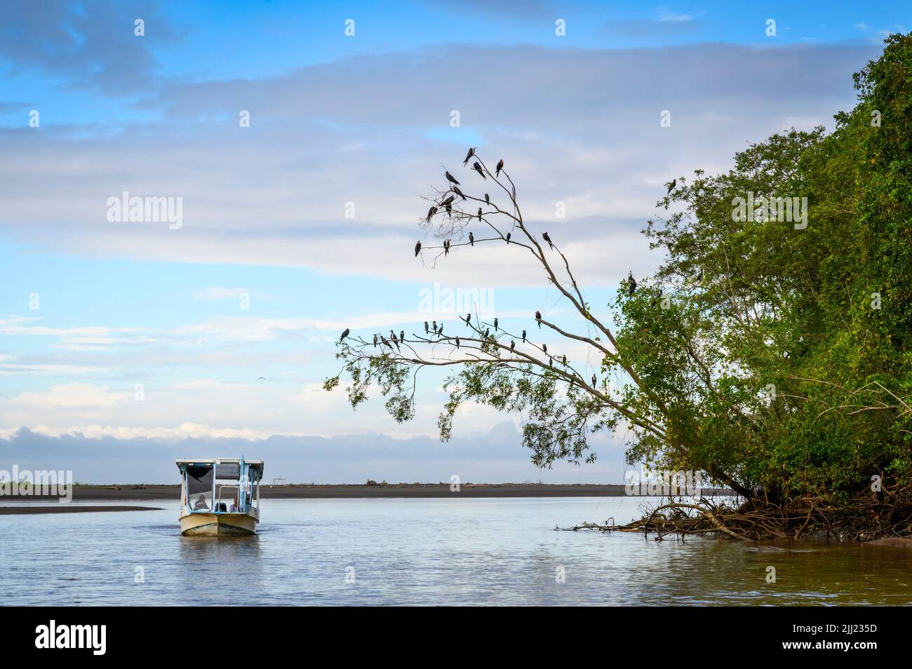 Bateau touristique naviguant sur la rivière Tarcoles et regardant le magnifique oiseau frégate (Fregata magnifiens) perché dans un arbre, rivière Tarcoles, Costa Rica. Banque D'Images