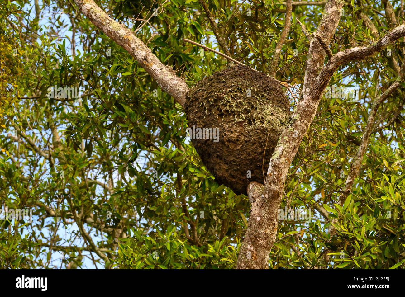 Nid d'abeille dans un arbre, Costa rica. Banque D'Images