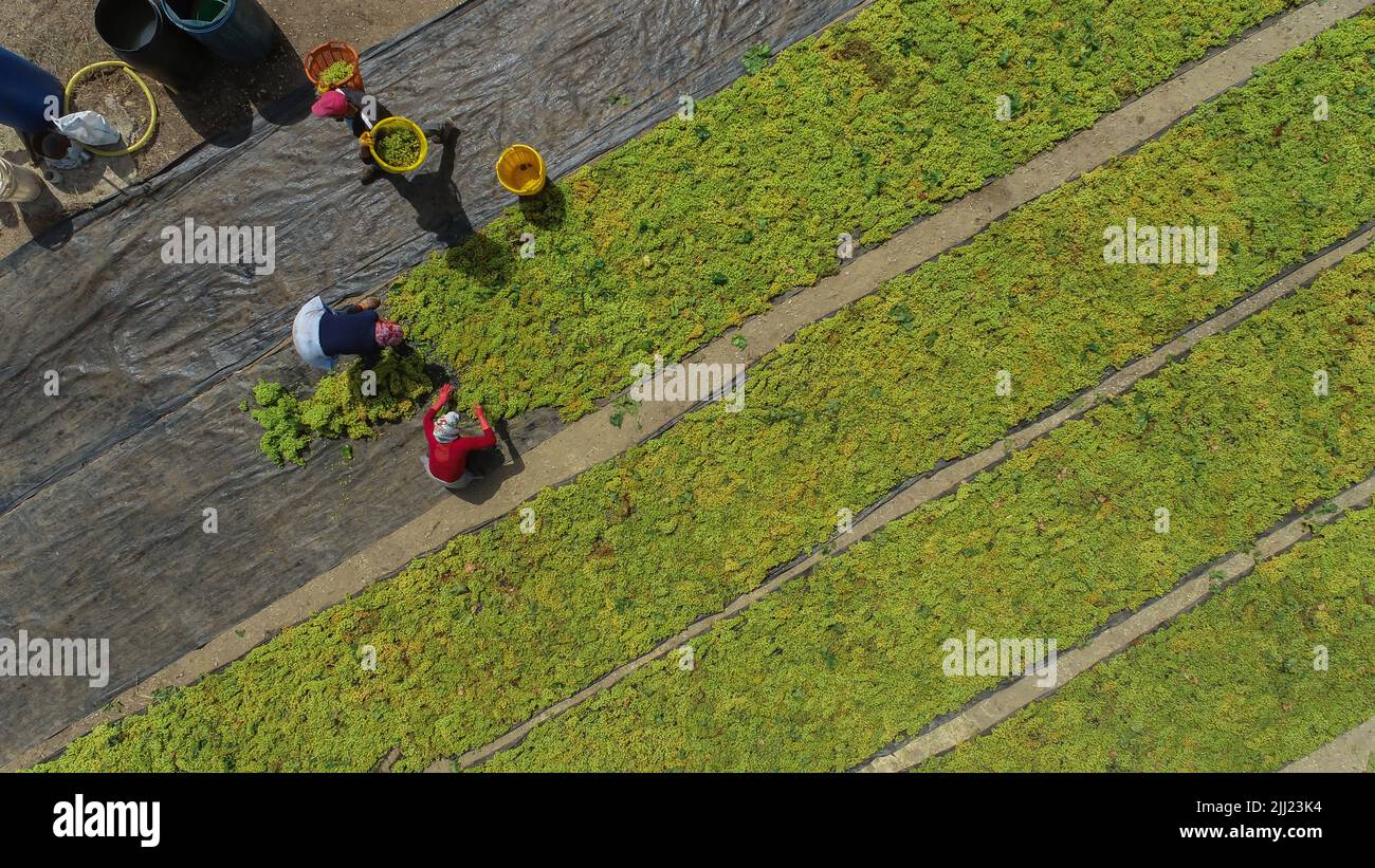 Séchage de raisins de vin doux sous le soleil chaud, industrie des raisins secs Banque D'Images