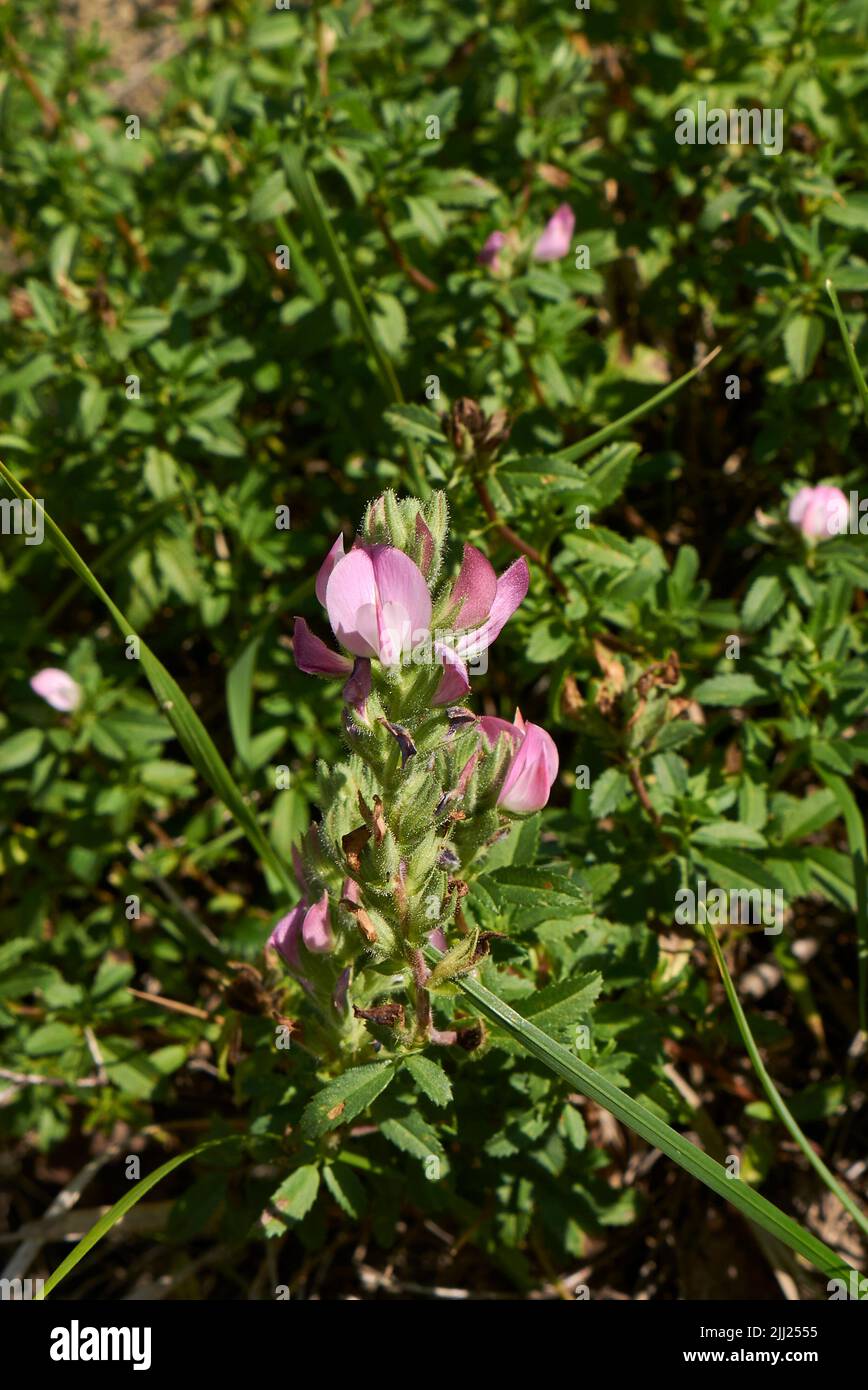 Ononis repens en fleur Banque D'Images