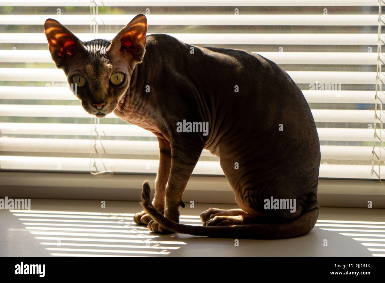Chat sphinx brun sans poils sur le rebord de la fenêtre. Banque D'Images