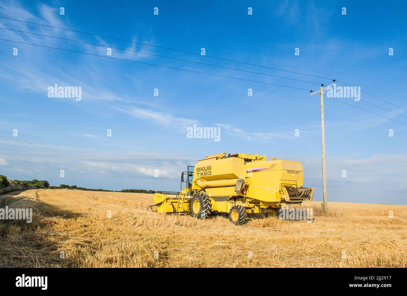 Apporter le blé avec une moissonneuse-batteuse jaune massive lors d'une chaude soirée d'été dans la vallée de Glamorgan. Banque D'Images
