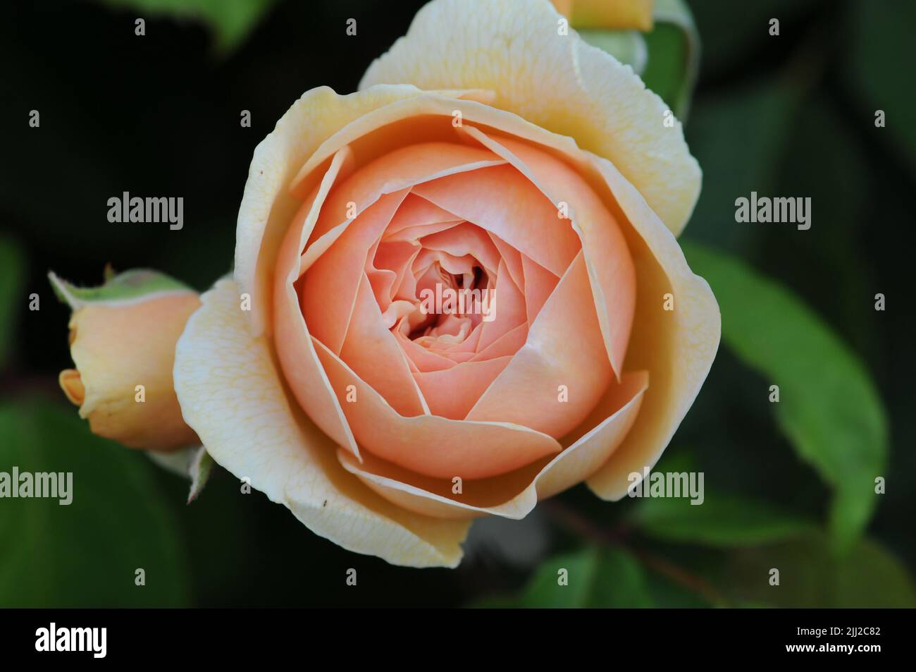 David Austin Rosa Sweet Juliet Apricot couleur Banque D'Images