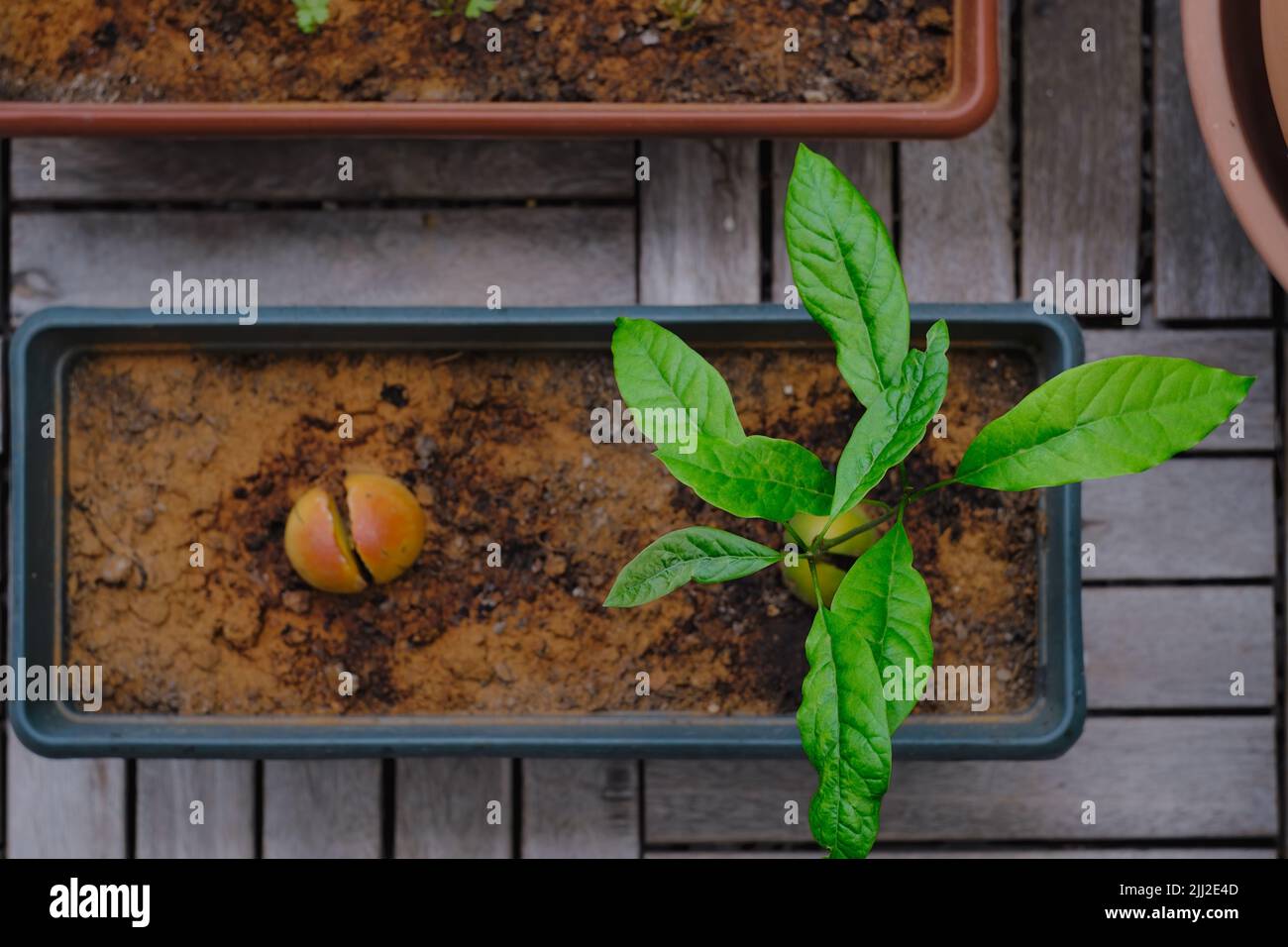 Roseau avocat sautant avec une carence en nutriments, feuilles endommagées, croissant de ses graines à l'intérieur d'un pot dans le balcon. Temps couvert. Vue de dessus. Banque D'Images