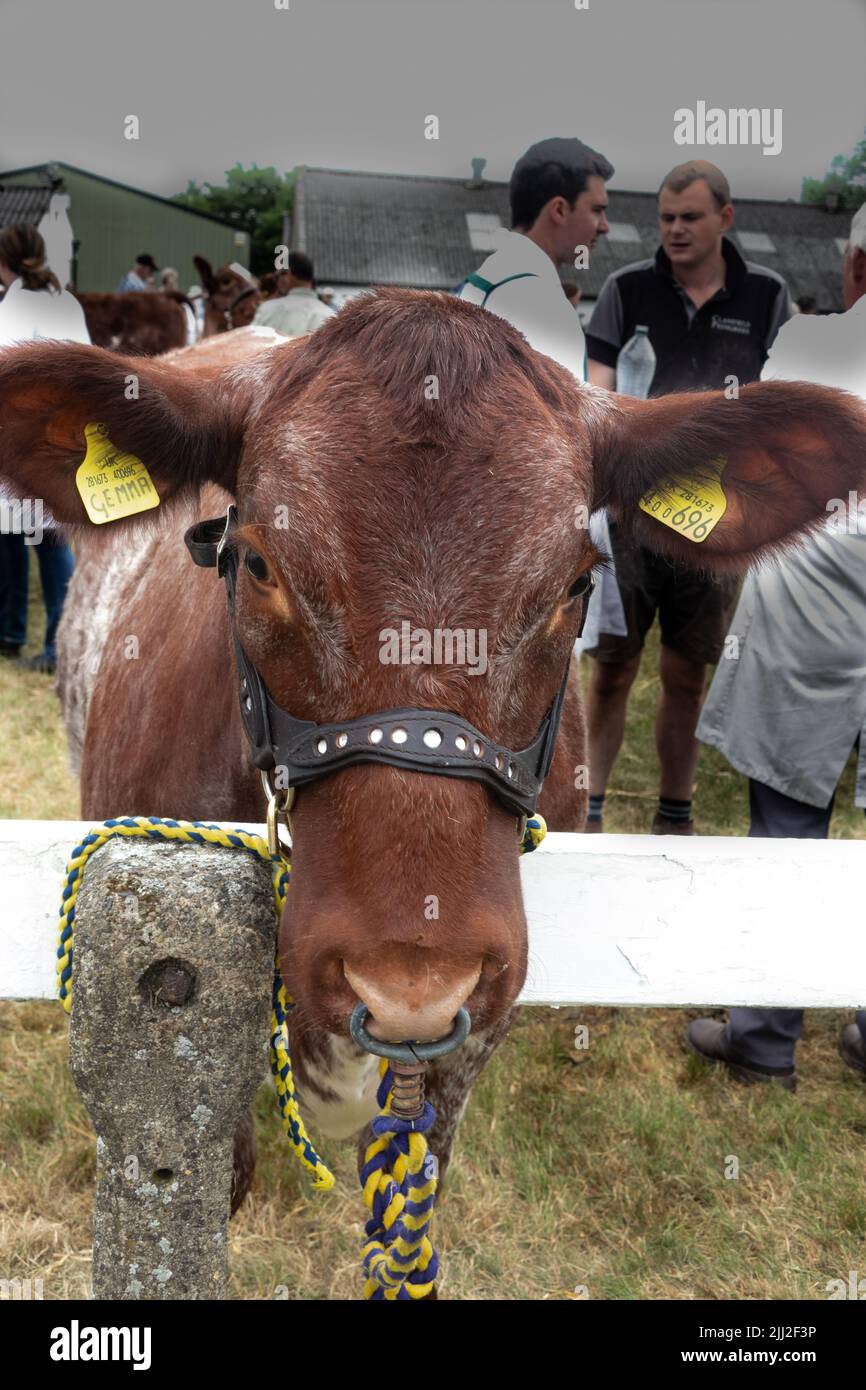 La tête de la jeune vache s'appelle Meonhill Gemma shorthorn avec anneau à travers le nez attaché à la rampe lors des cours de démonstration au Great Yorkshire Show England Banque D'Images