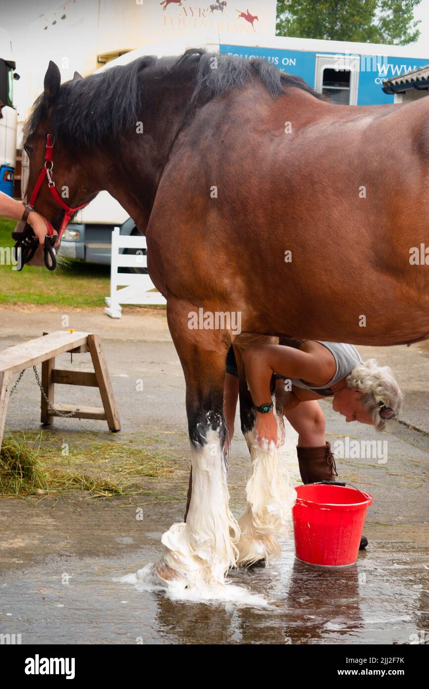 Clydesdale lourd cheval ayant ses jambes et ses plumes blanches lavées en préparation pour la projection au Great Yorkshire Show Harrogate Angleterre Banque D'Images