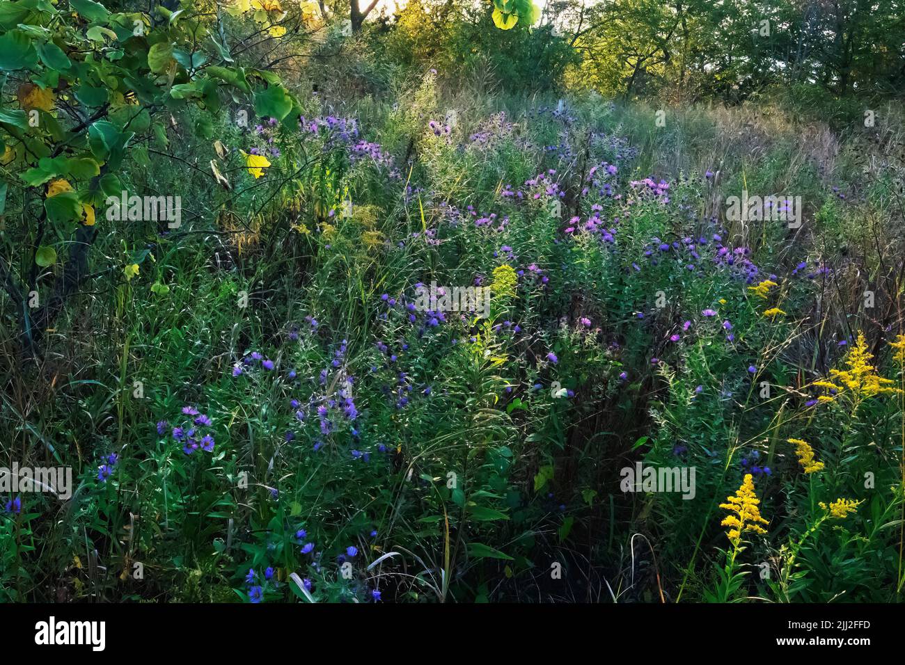Jardin de papillons aux fleurs sauvages avec asters de la Nouvelle-Angleterre et verge d'or en automne Banque D'Images