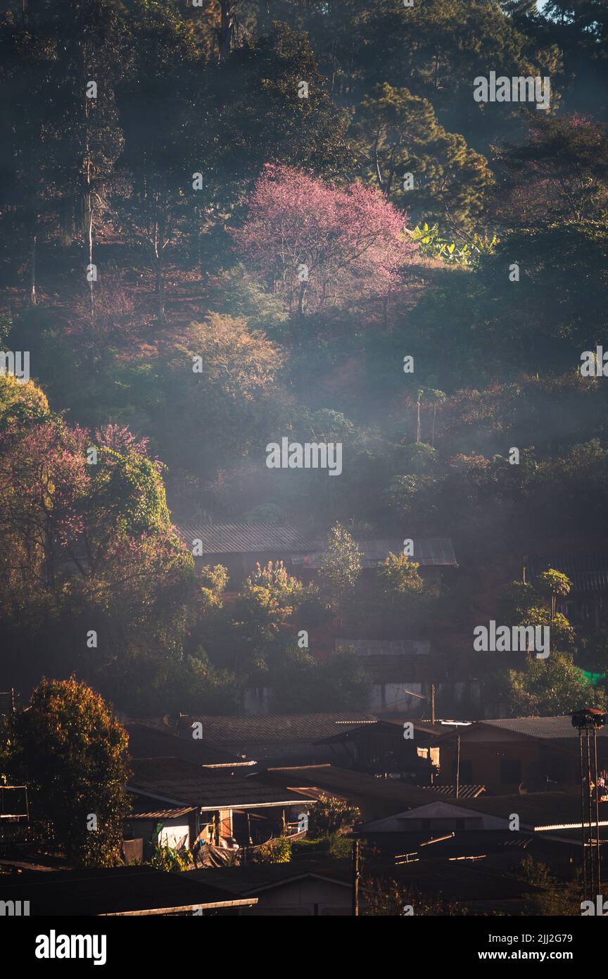 Magnifique cerisier de l'Himalaya sauvage fleuri avec de la brume dans le village local le matin Banque D'Images