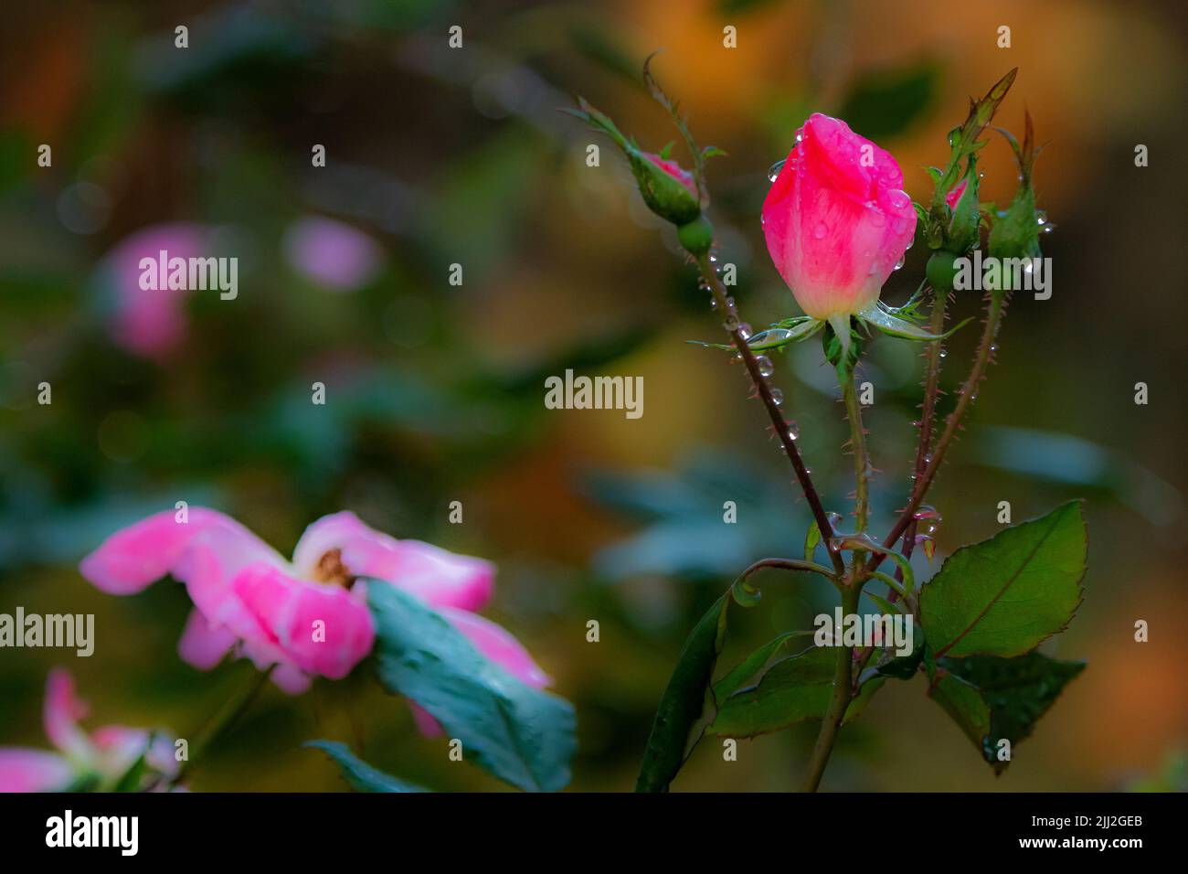 Rose de novembre dans le jardin de l'arrière-cour Banque D'Images