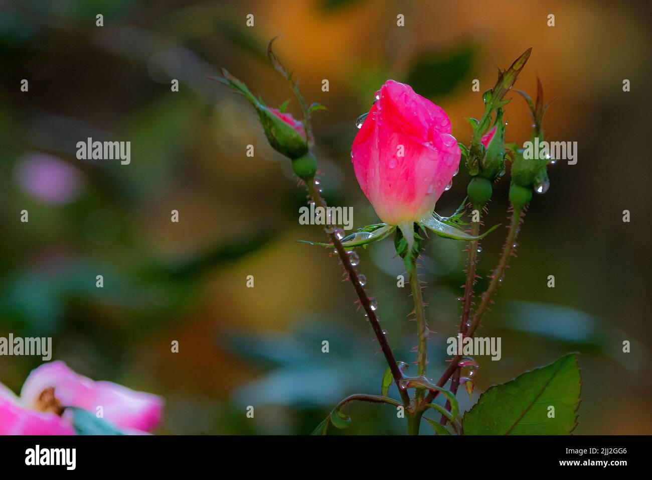 Rose de novembre dans le jardin de l'arrière-cour Banque D'Images