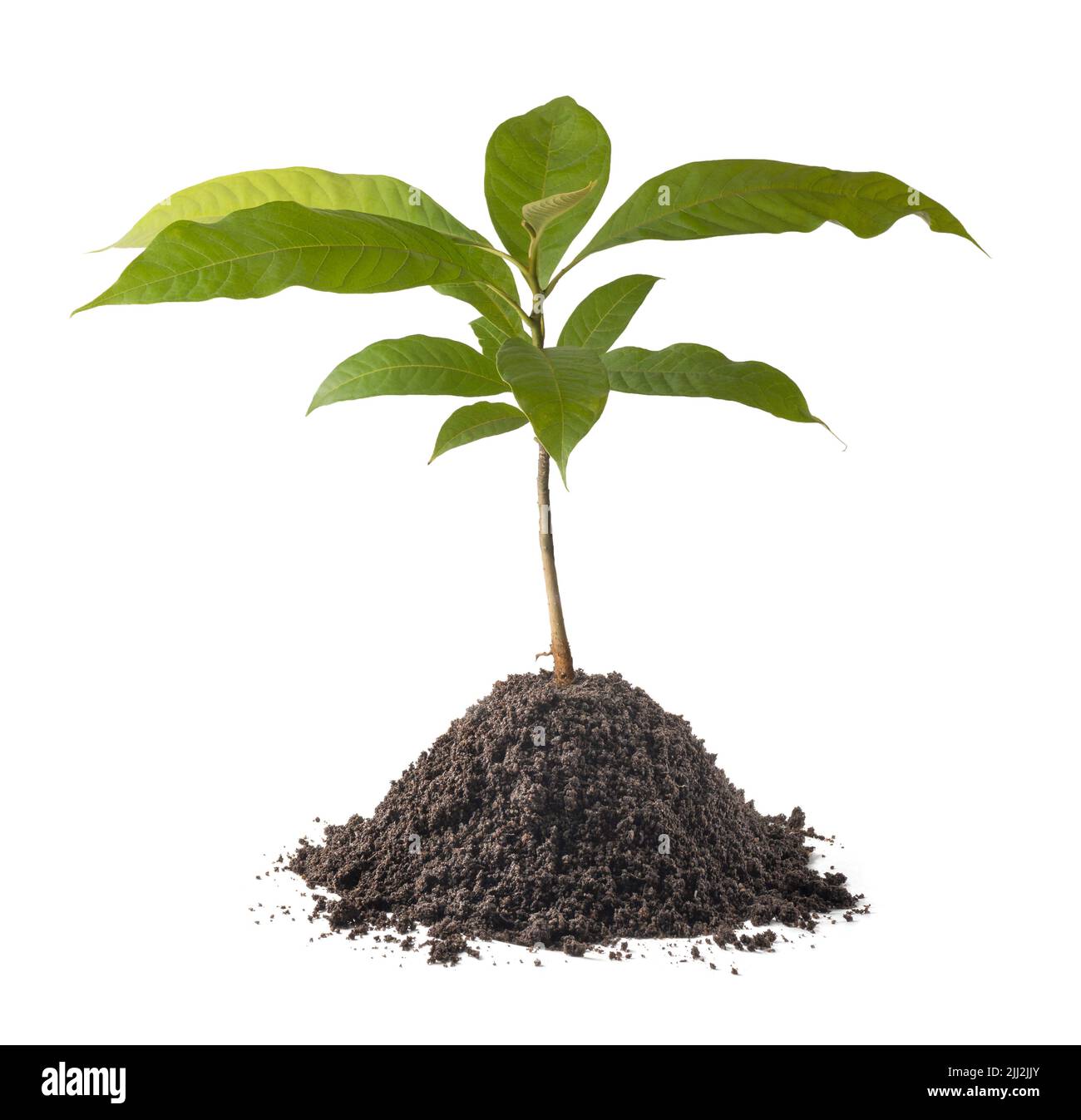 magnolia champaca ou plante champak, communément appelée arbre de parfum joie ou arbre d'orchidée jaune jade ou champaca himalayan, jeune plante avec sol Banque D'Images