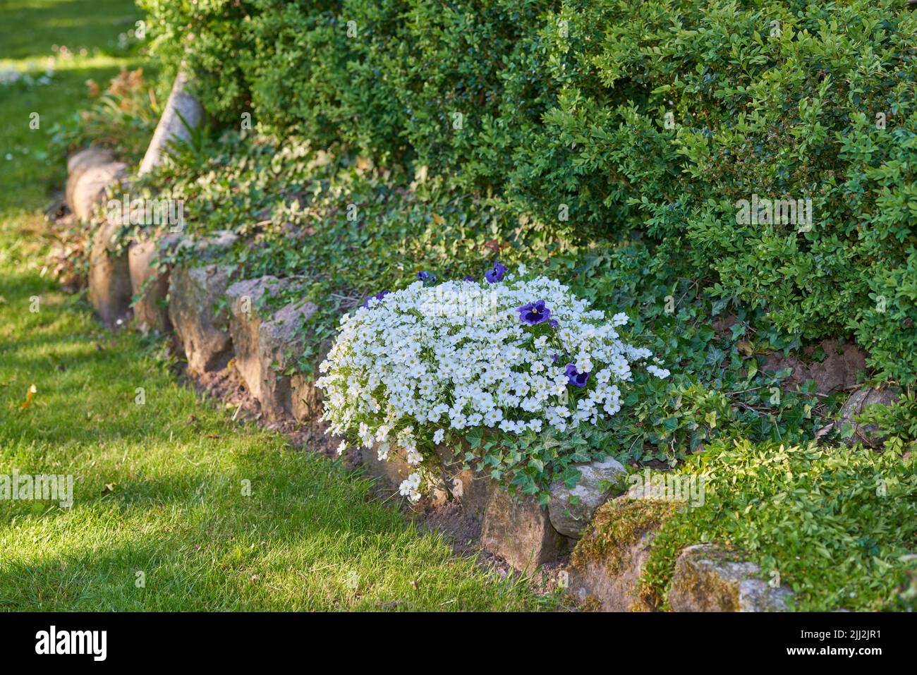 Blanc Dusty miller et pourpre des fleurs de ransy qui poussent, fleurissent dans la végétation luxuriante, verte et paysagée maison jardin fleuri. Arbustes en cerastium tomentosum Banque D'Images