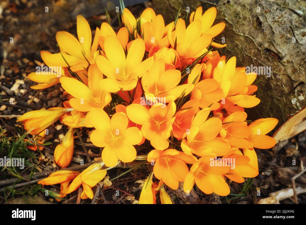 Au-dessus de la vue des fleurs de crocus jaunes qui poussent dans un sol riche et nutritif minéral dans un jardin privé, paysagé et isolé. Gros plan texturé Banque D'Images