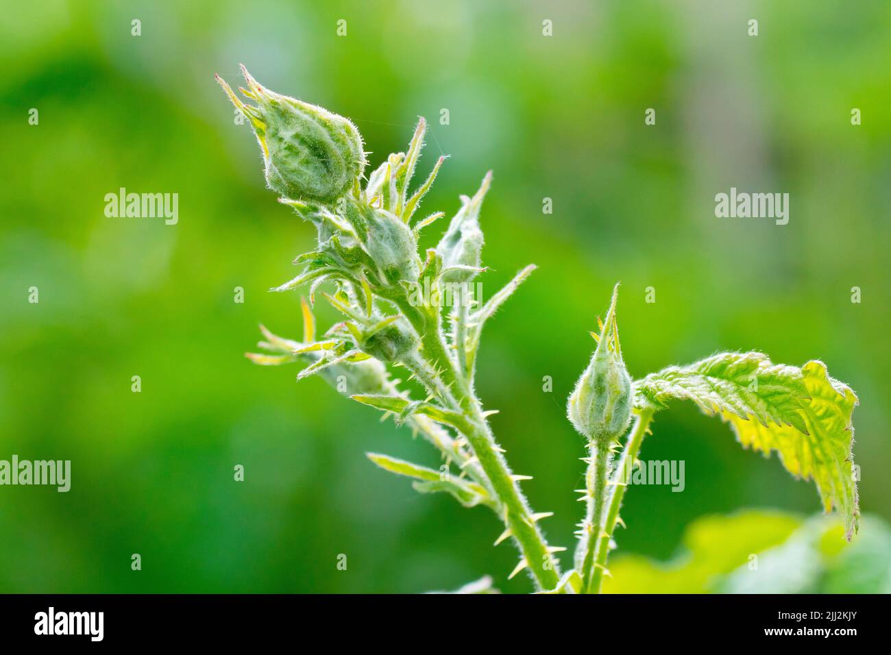 Brumble ou BlackBerry (rubus fruticosus), gros plan montrant un groupe de boutons de fleurs non ouverts isolés sur un fond vert hors foyer. Banque D'Images