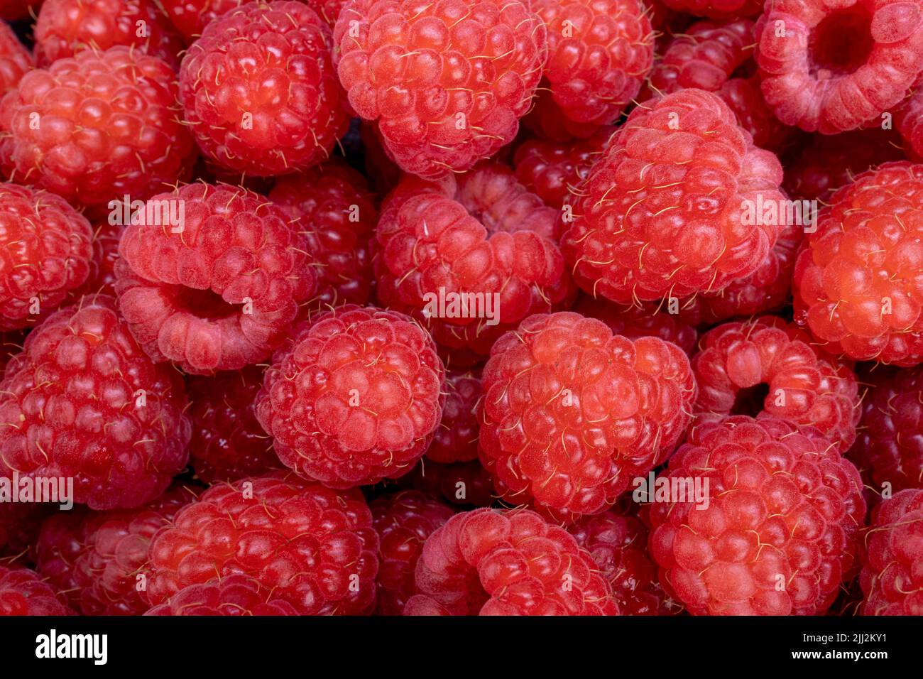 Fruits frais d'été framboise juteuse pour une alimentation saine. Framboises biologiques pour un concept sain de nourriture et de vie. Banque D'Images