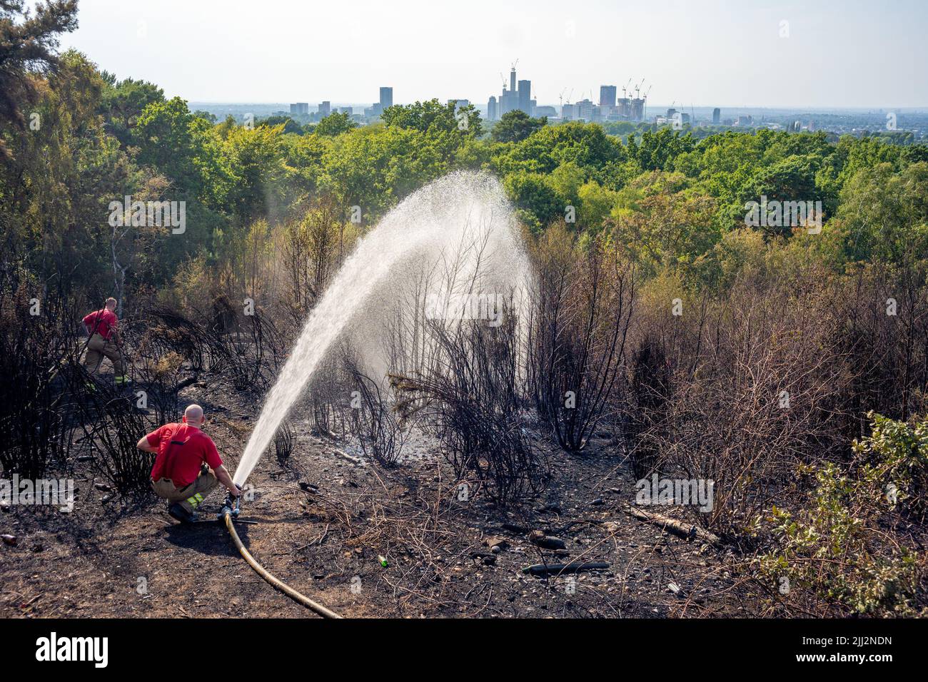 Une série de feux de forêt éclate à travers l'Angleterre alors que la vague de chaleur intense atteint des niveaux records. Les pompiers ont été appelés juste après midi pour assister à un incendie dans les bois de Shirley Hills Woods, l'un des plus grands parcs de Londres à Croydon. Bien que personne n'ait été blessé, il a exigé quatre pompiers et plus de 25 pompiers pour maîtriser l'incendie. Banque D'Images