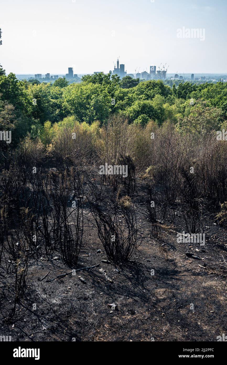 Une série de feux de forêt éclate à travers l'Angleterre alors que la vague de chaleur intense atteint des niveaux records. Les pompiers ont été appelés juste après midi pour assister à un incendie dans les bois de Shirley Hills Woods, l'un des plus grands parcs de Londres à Croydon. Bien que personne n'ait été blessé, il a exigé quatre pompiers et plus de 25 pompiers pour maîtriser l'incendie. Banque D'Images
