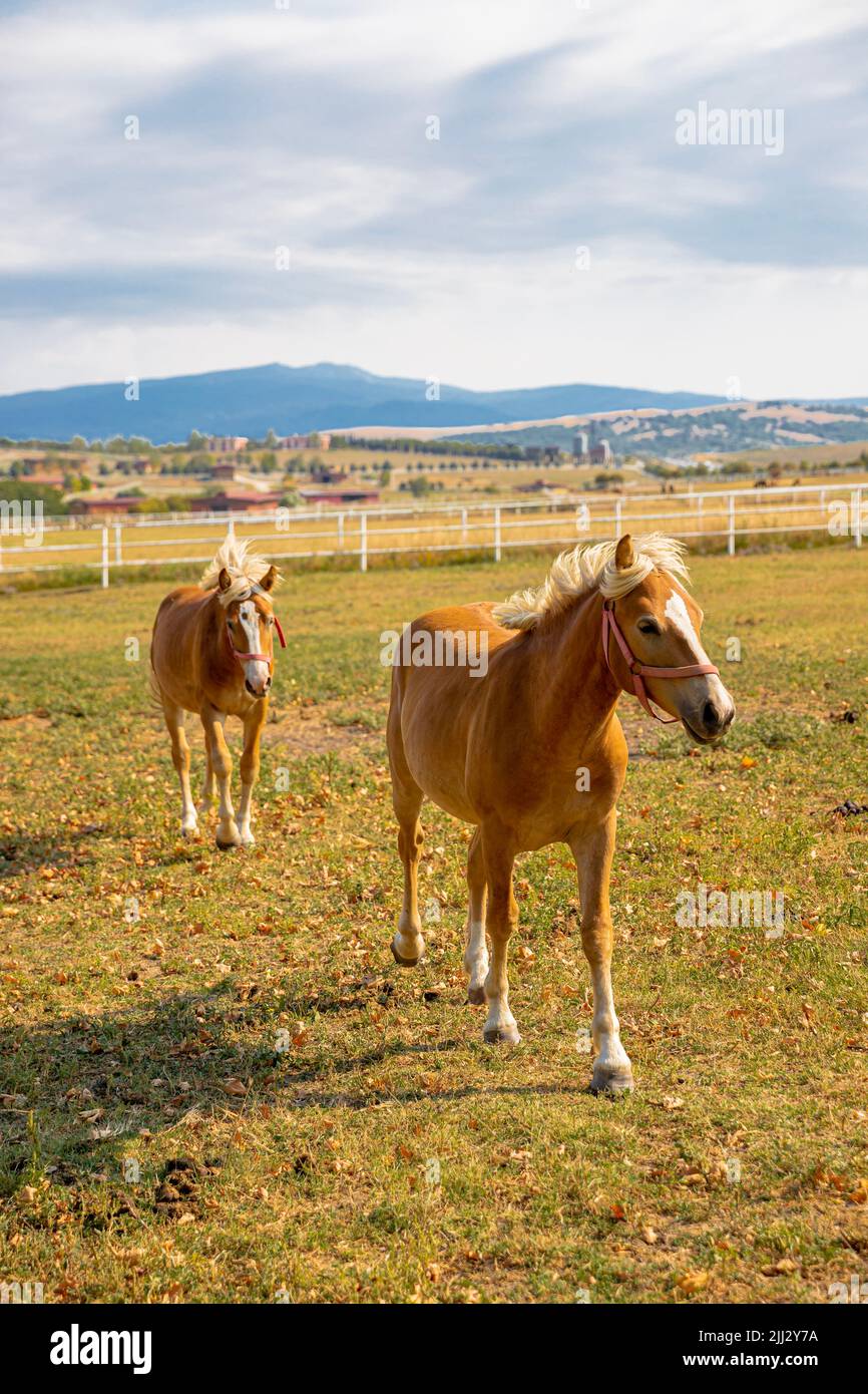 famille de chevaux paître au coucher du soleil , animaux de ferme Banque D'Images