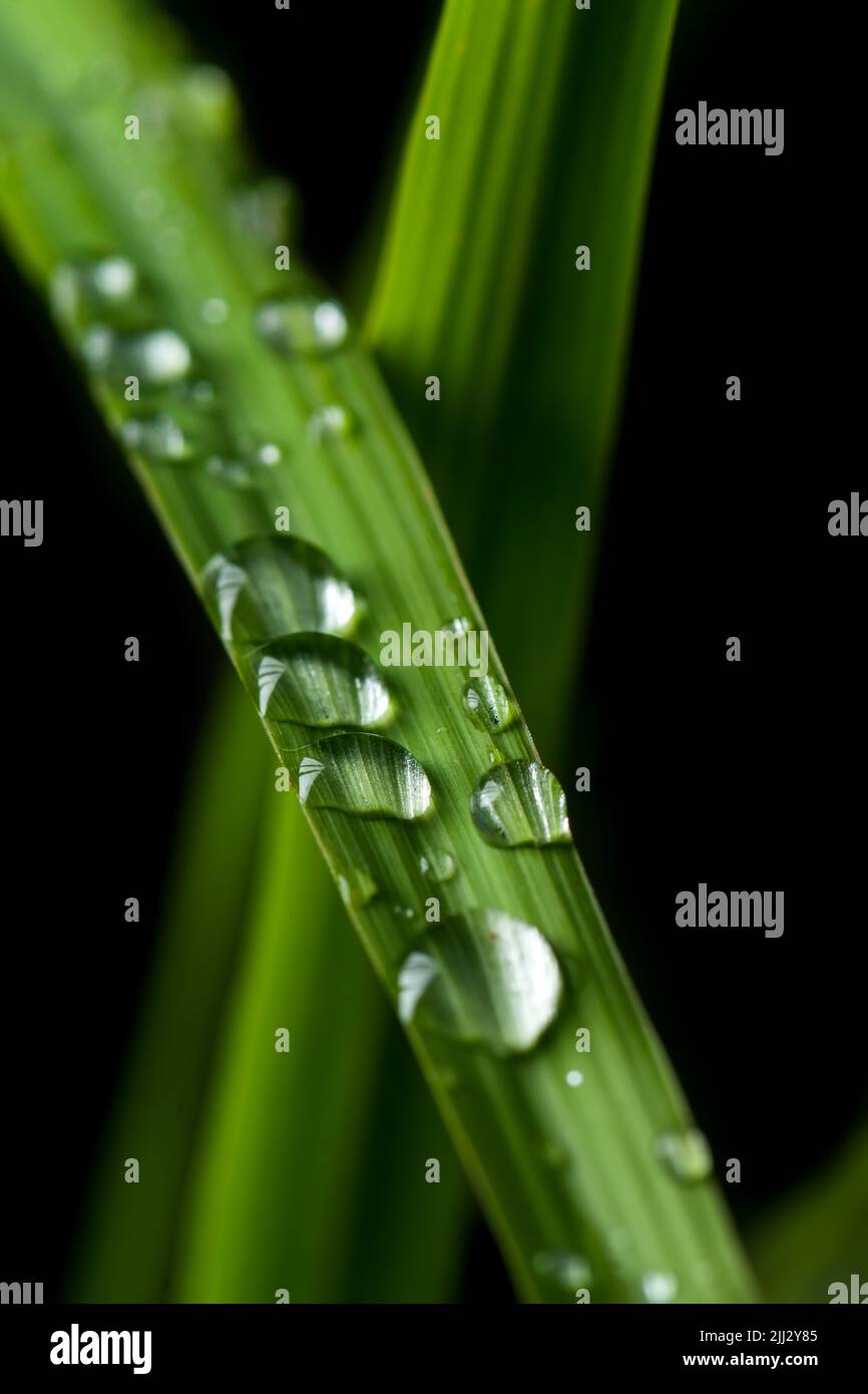 Gouttes de pluie sur la feuille de citronnelle. Banque D'Images