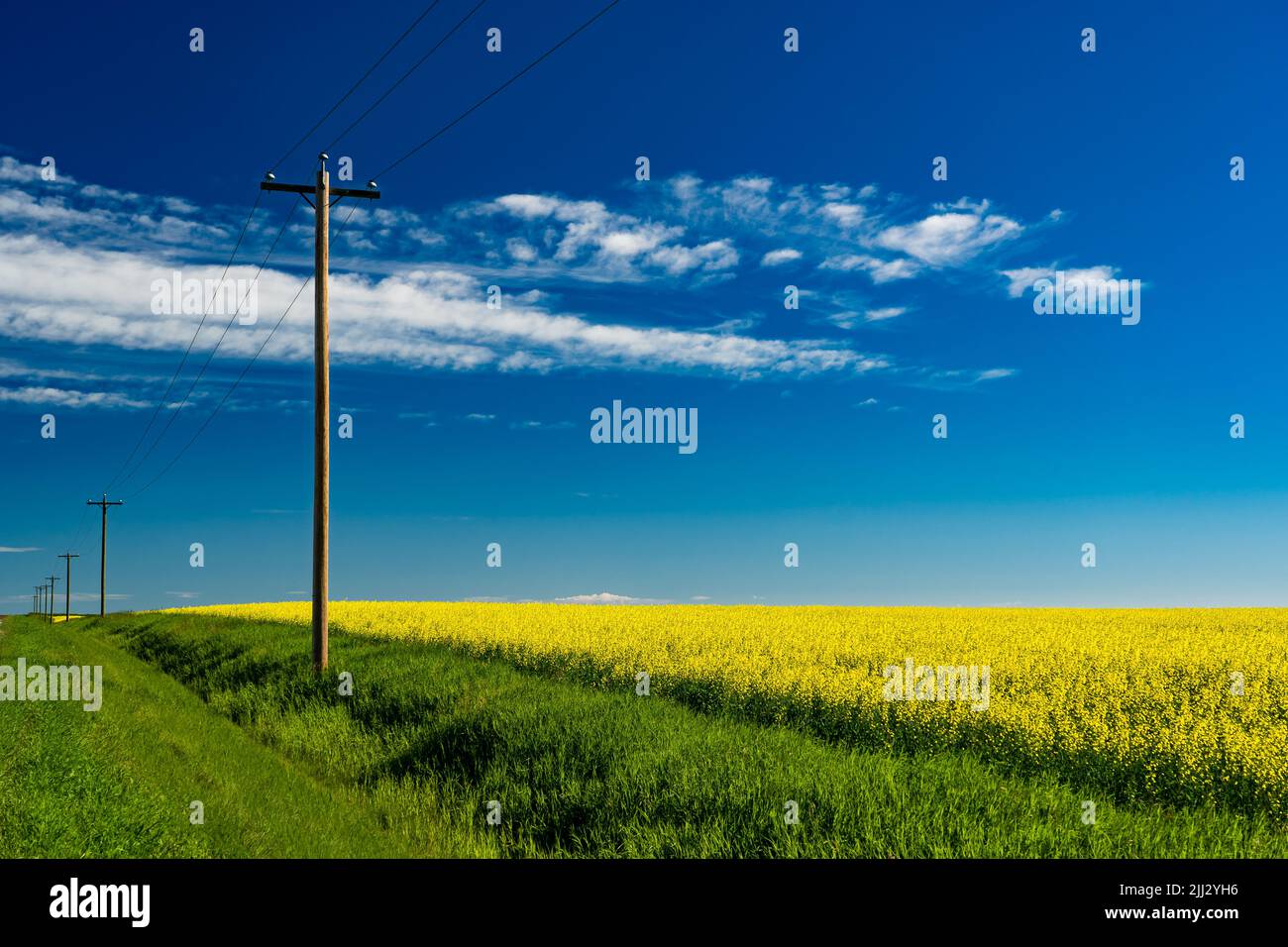 Une rangée de poteaux téléphoniques en bois debout le long d'un champ de canola jaune en fleur dans le comté de Rocky View Alberta Canada sous un ciel bleu profond. Banque D'Images