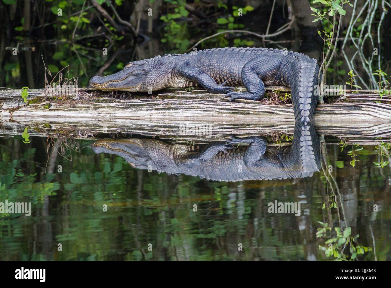 American Alligator se bronzant sur une bûche à six Mile Cypress Swamp en Floride. Banque D'Images