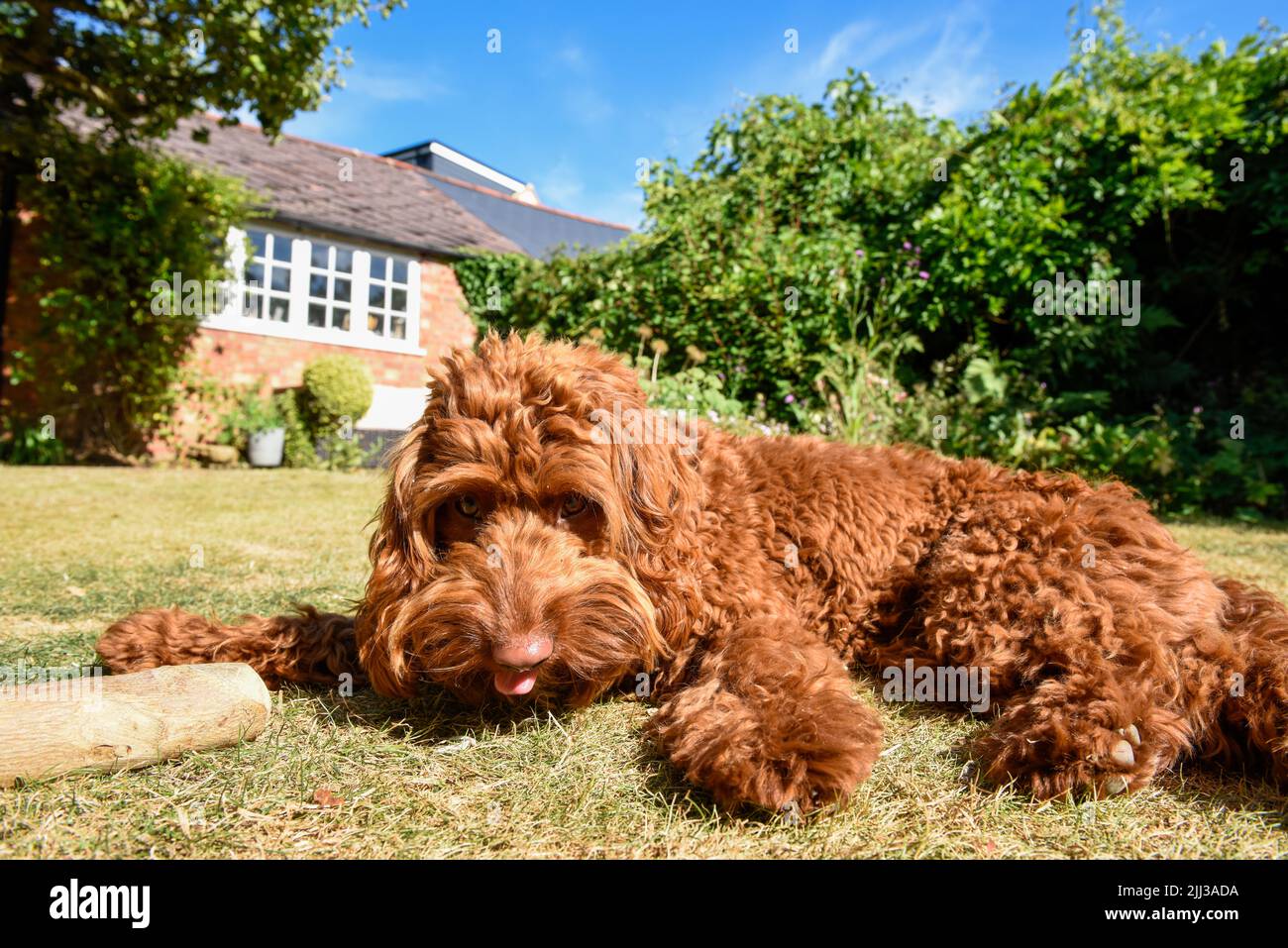 Un chien chiot allongé sur la pelouse dans un jardin par temps chaud Banque D'Images