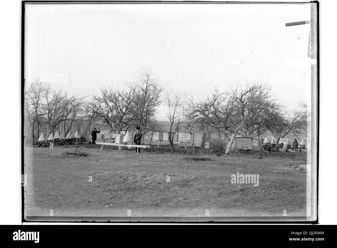 Apiculture, 22 ruches, 2 hommes.t.o. Larsson Banque D'Images
