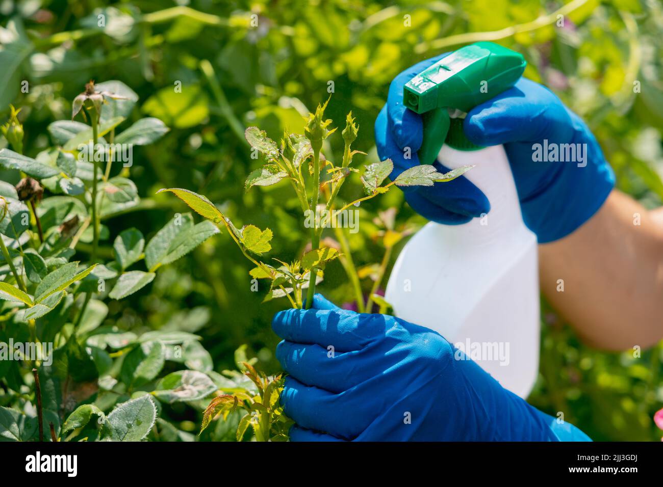 traitement dans le jardin de jeunes pousses de roses des pucerons, des blanchies et des insectes nuisibles Banque D'Images