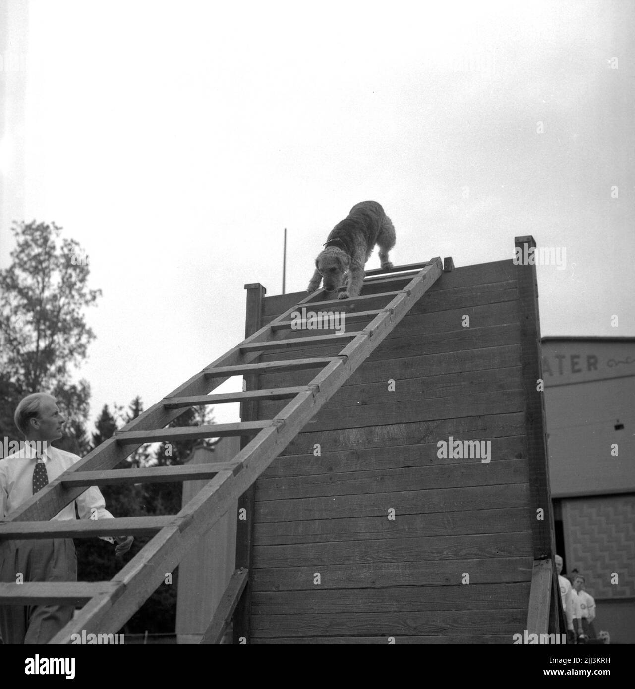 Spectacle canin à Folkparken.27 septembre 1955. Banque D'Images
