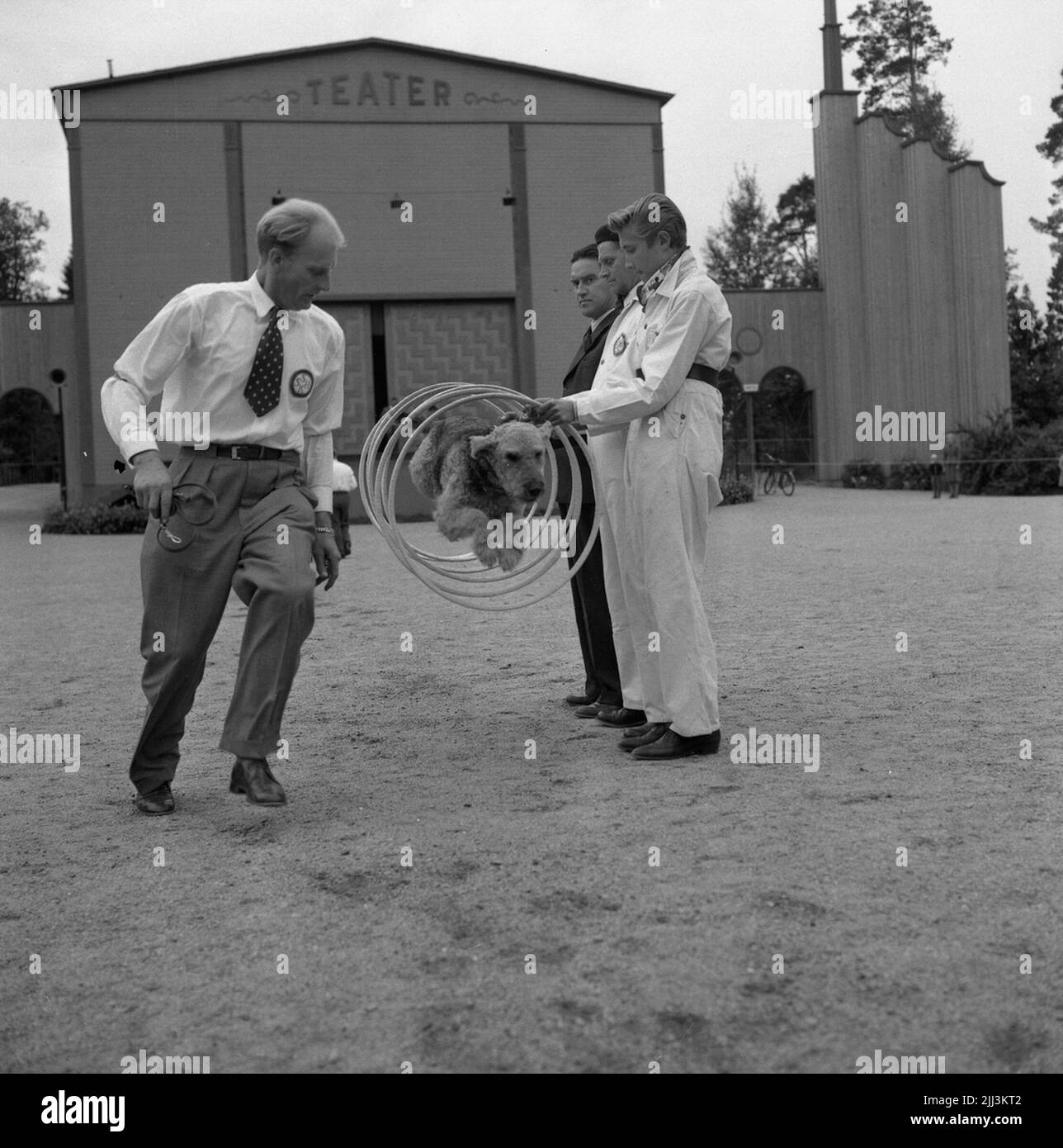 Spectacle canin à Folkparken.27 septembre 1955. Banque D'Images