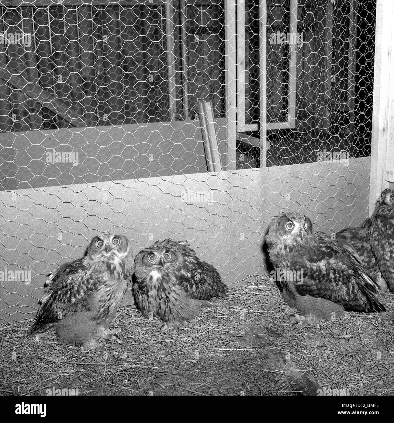 Les capots de montagne norvégiens à Mullhyttan.juli 1956. Banque D'Images