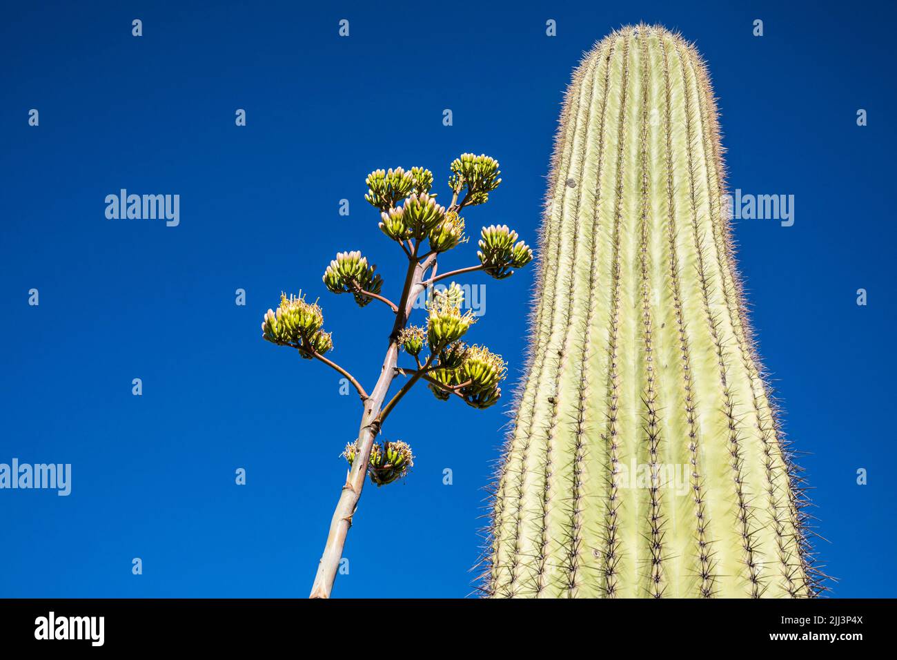 La tige de floraison d'un siècle plante à côté d'un cactus Saguaro contre un ciel bleu. Banque D'Images